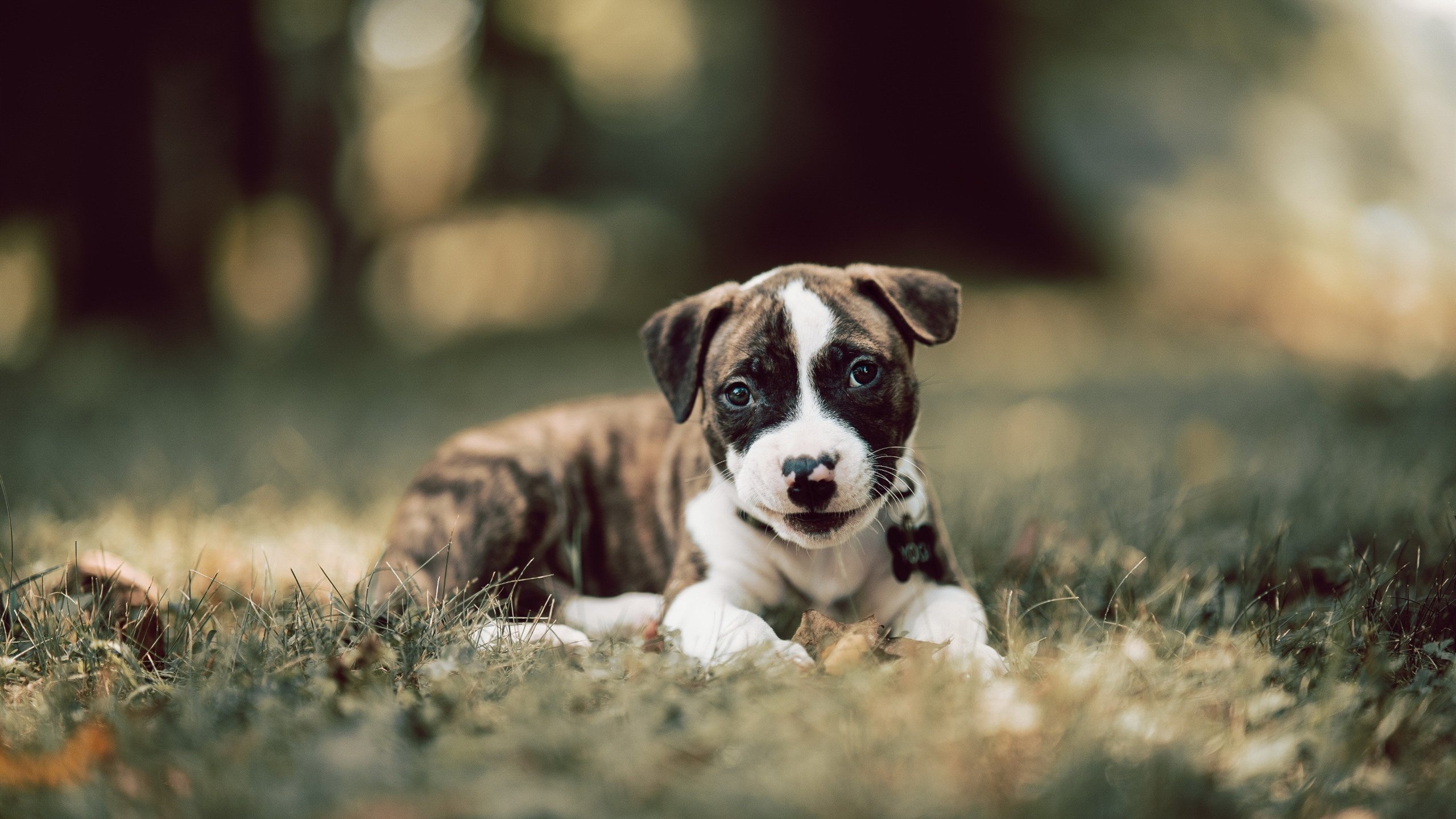 【高速投球分析】新技术帮助投手轻松突破极速极限!,高速发球