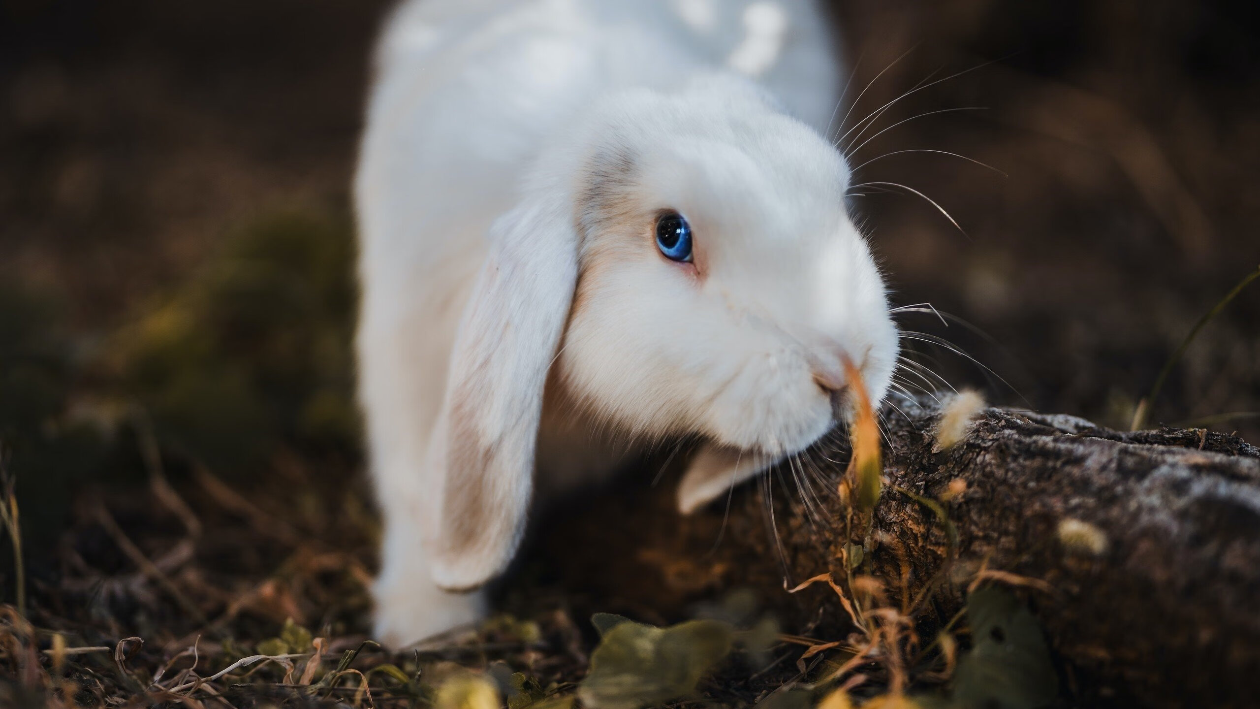 【高速投球分析】新技术帮助投手轻松突破极速极限!,高速发球